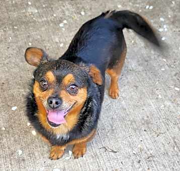 Photo of Chip