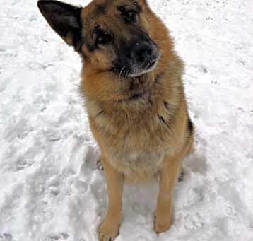 Photo of Charlie