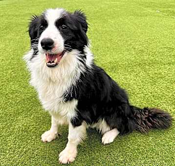 Photo of Dusty