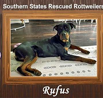 Photo of Rufus