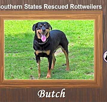 Photo of Butch