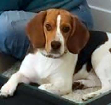 Photo of Juno