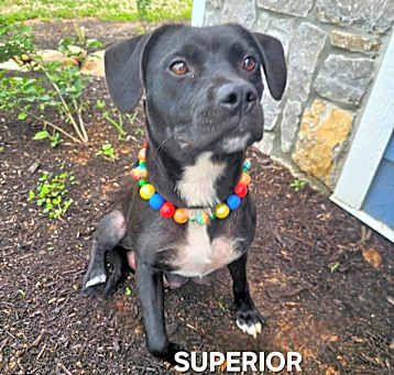 Photo of Superior