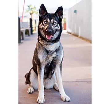 Photo of Cassidy