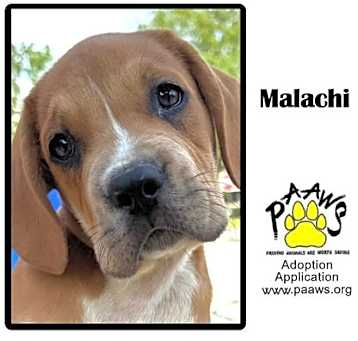 Photo of Malachi