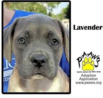 Photo of Lavendar
