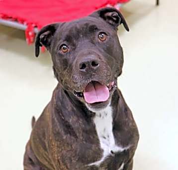 Photo of Cookie