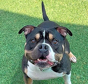 Photo of Zander