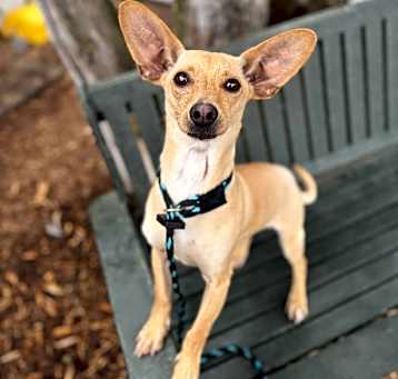 Photo of Frito