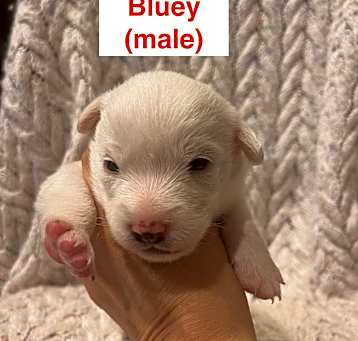 Photo of Bluey  - dotti litter