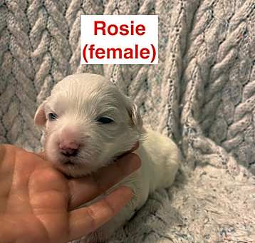 Photo of Rosie