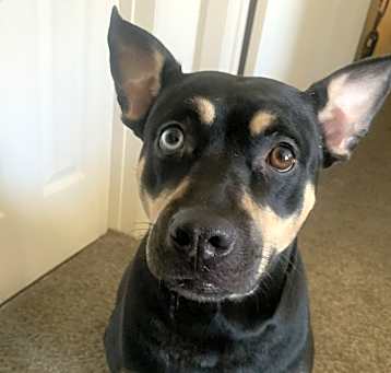 Photo of Royal