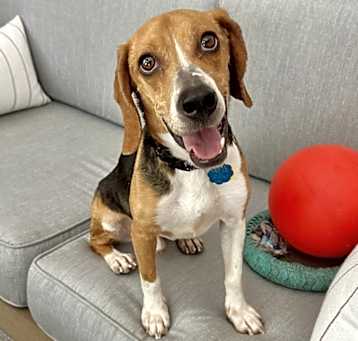 Photo of Bagel