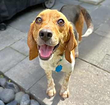 Photo of Muffin