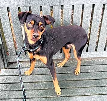 Photo of Rolo