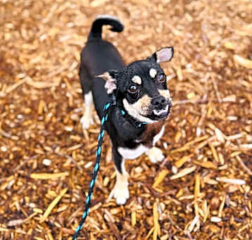 Photo of Nibbler