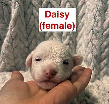 Photo of daisy dottie's litter