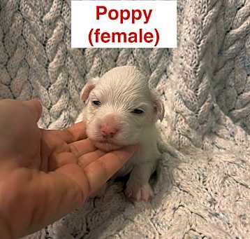 Photo of Poppy