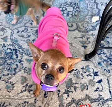 Photo of Callie (Courtesy Post)