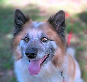 Photo of Chewy
