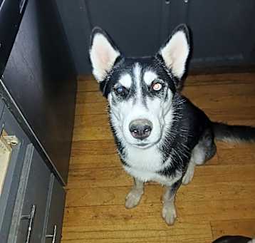 Photo of Shadow