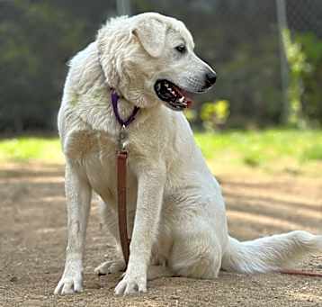 Photo of Cowboy - 25109