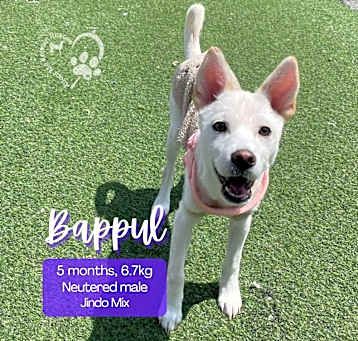 Photo of Bappul