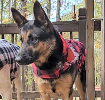 Photo of Roxy