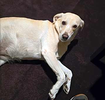 Photo of Darla