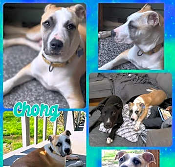 Photo of Chong