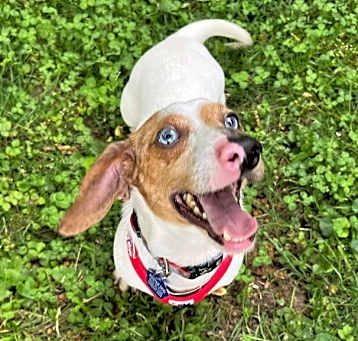 Photo of Sinatra