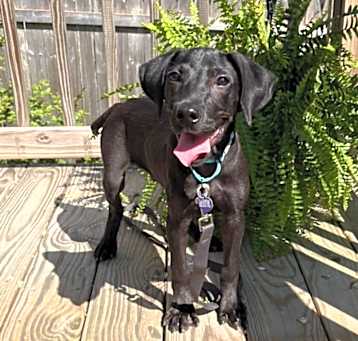 Photo of OLEG   18 LB PUPPY   5-6 MOS   SPRING SPOTLIGHT $195  FOSTERED IN NJ
