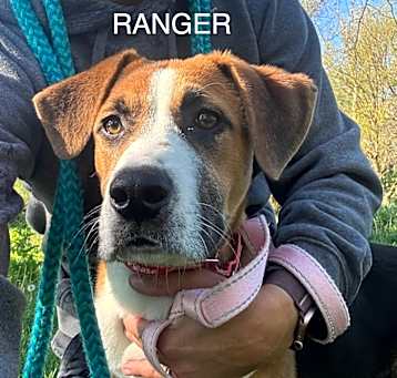 Photo of Ranger