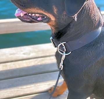 Photo of Roxy