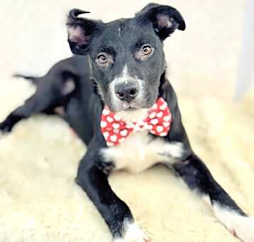 Photo of Diesel