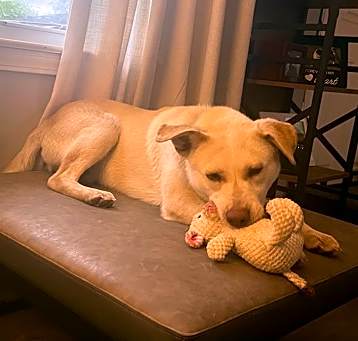 Photo of Boonie