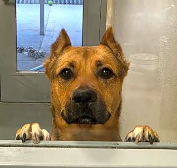 Photo of Gertie
