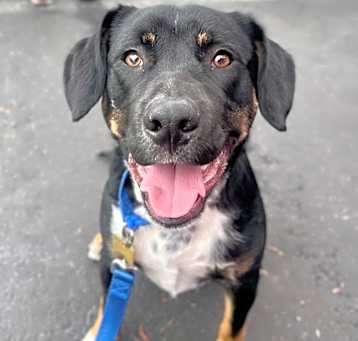 Photo of Scooby