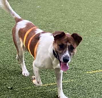 Photo of Bronco