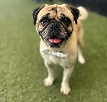 Photo of Fauntleroy
