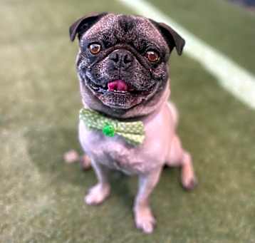 Photo of Hercules