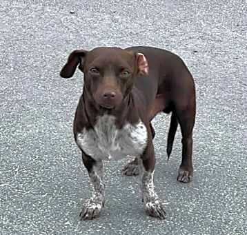 Photo of Brownie