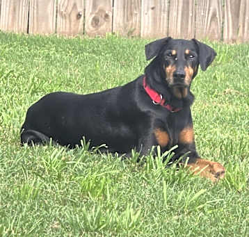 Photo of Shelby