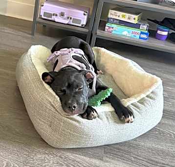 Photo of Willow