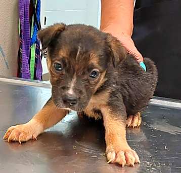 Photo of Bentley