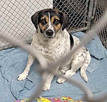 Photo of Roscoe