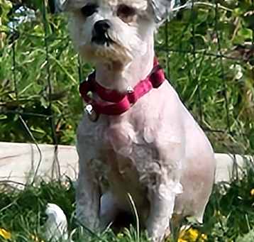 Photo of Dahlia