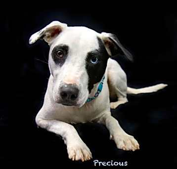 Photo of Precious