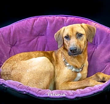 Photo of Petunia
