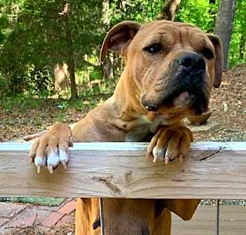 Photo of Honey
